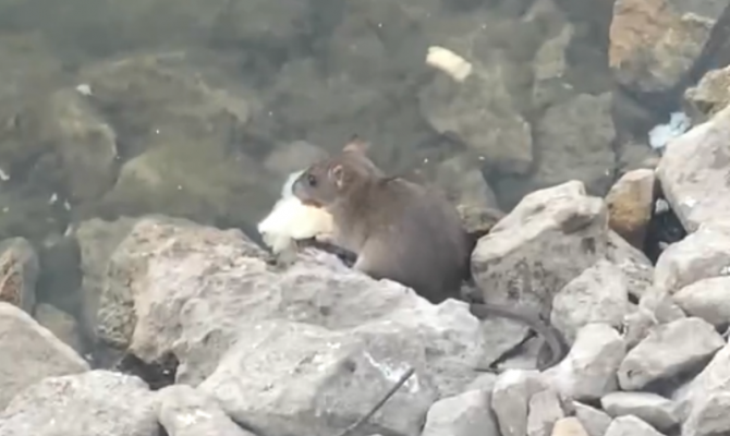 Центр Узловой облюбовали крысы