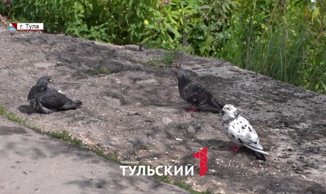 Туляки сообщили о массовой гибели голубей в центре города