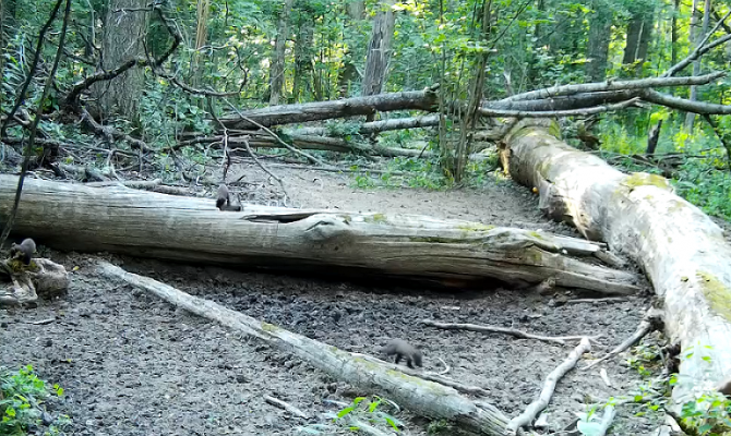 На границе Тульской и Калужской областей заметили лесных куниц
