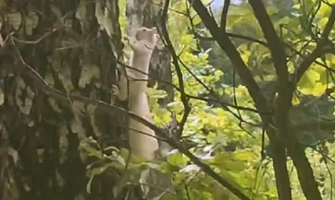 В Центральном парке Тулы заметили белку-альбиноса