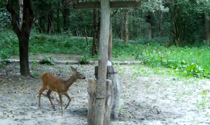 На границе Тульской и Калужской областей заметили косуль