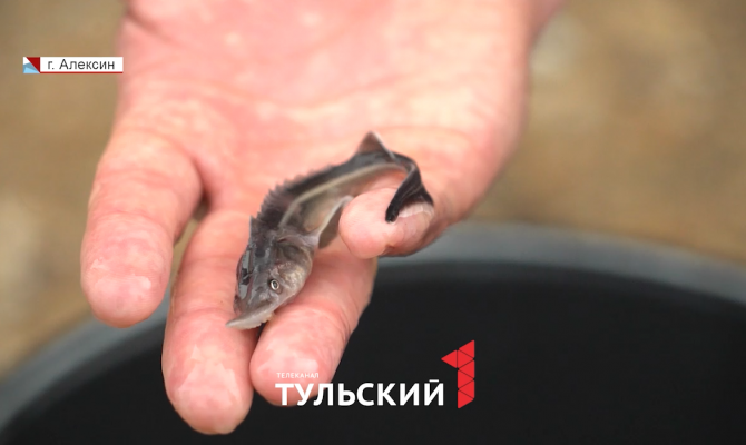В Оку выпустили 70 тысяч мальков краснокнижной рыбы