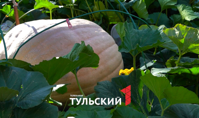 Тулячка вырастила самую большую тыкву в России