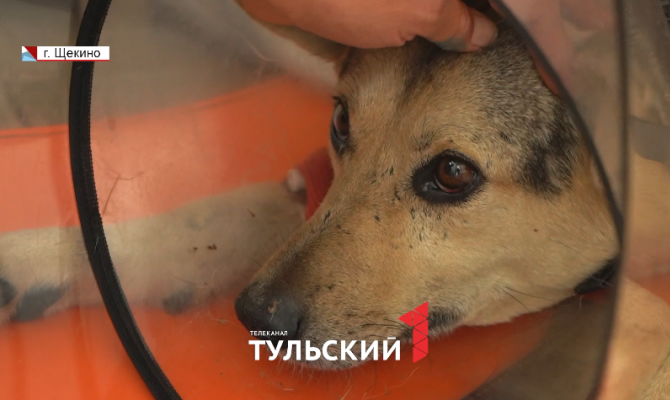 Тулячка не прошла мимо сбитой машиной собаки и спасла ей жизнь