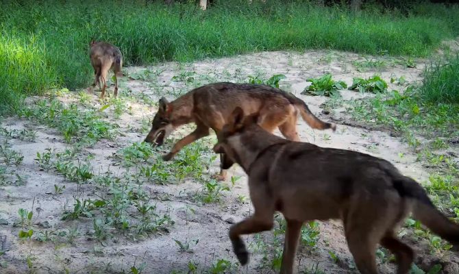 На границе Тульской и Калужской областей заметили молодых волков