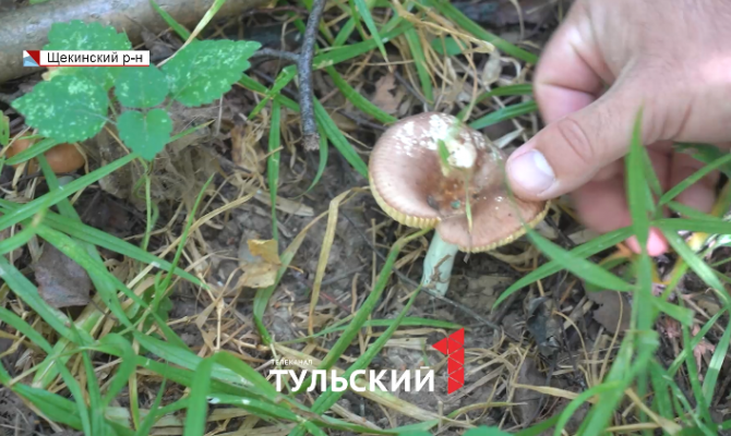 Тулякам раскрыли самые грибные места в регионе