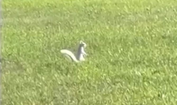 В центре Тулы заметили белку-альбиноса