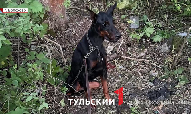 Под Тулой собак привязали к дереву и оставили умирать без еды и воды