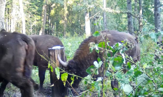 На границе Тульской и Калужской областей на камеру засняли хоровод зубров