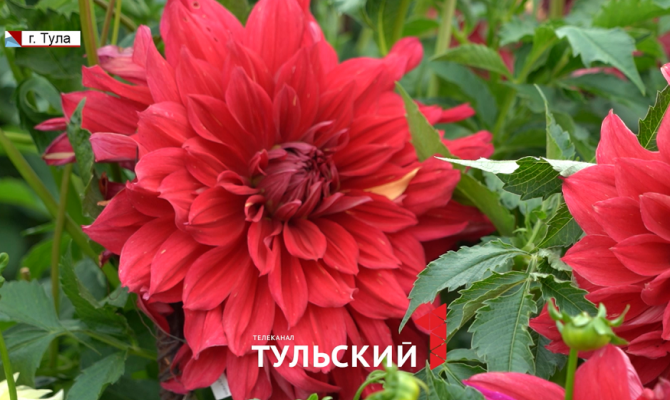 Селекционер из Тулы вывел георгины почти полметра диаметром