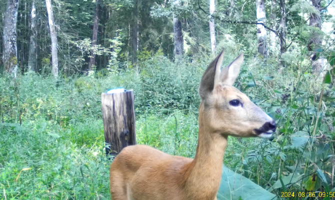 На границе Тульской области косуля попала в фотоловушку