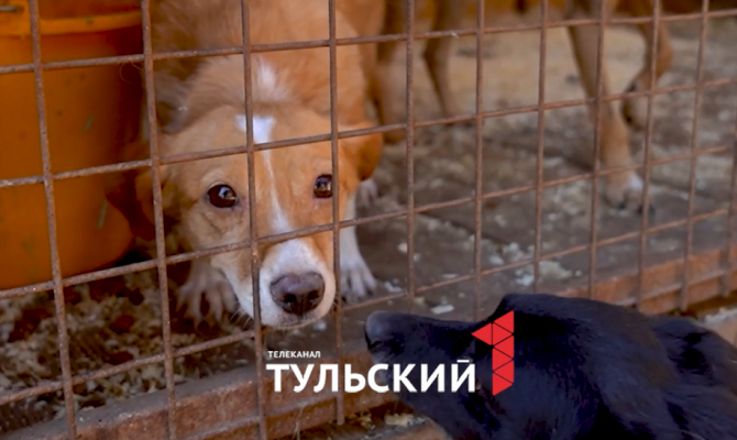 Новомосковские волонтеры спасли 17 собак и 7 кошек из Курской области
