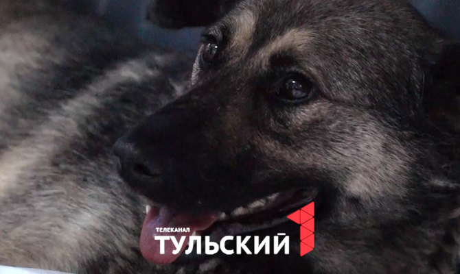 В Туле дворняга осталась парализованной после отравления догхантерами