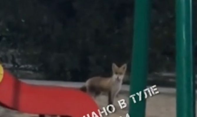 На детской площадке в поселке Иншинский заметили лису 