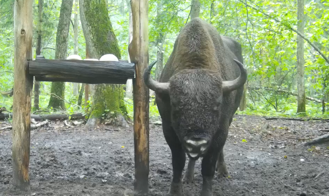 На границе Тульской и Калужской областей заметили зубра