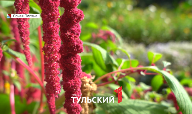 В Ясной Поляне вырастили мексиканский цветок