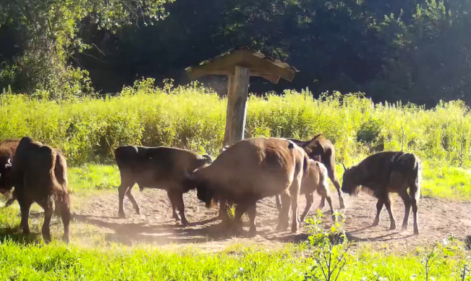 На границе Тульской и Калужской областей заметили стадо зубров