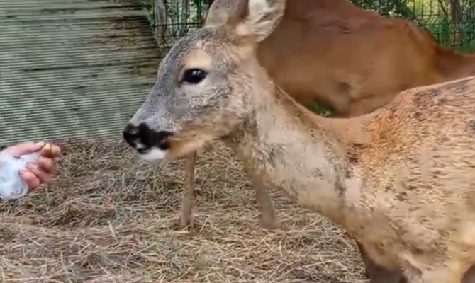 Туляки могут собрать желуди для оленей и косуль из Центрального парка