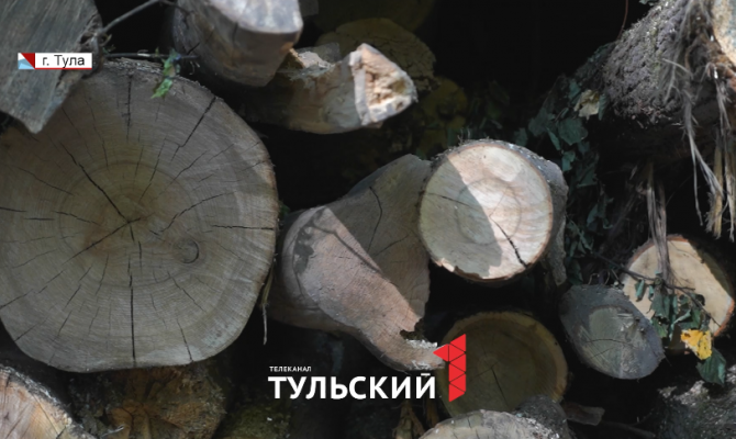 В лесу под Тулой массово вырубают ценные породы деревьев