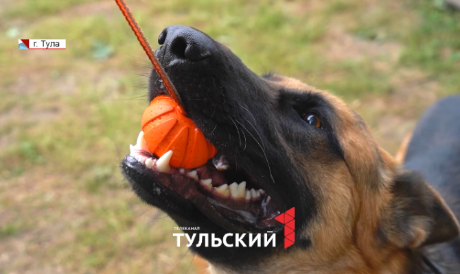 После двух лет службы на передовой в Туле реабилитируют пса Байкала