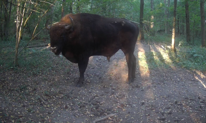 На границе с Тульской областью заметили зубра