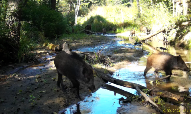 Стадо кабанов на границе Тульской области попало на видео