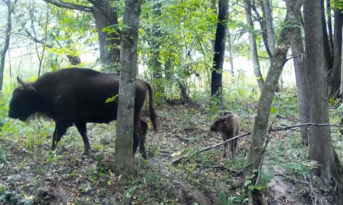 На границе с Тульской областью заметили зубров