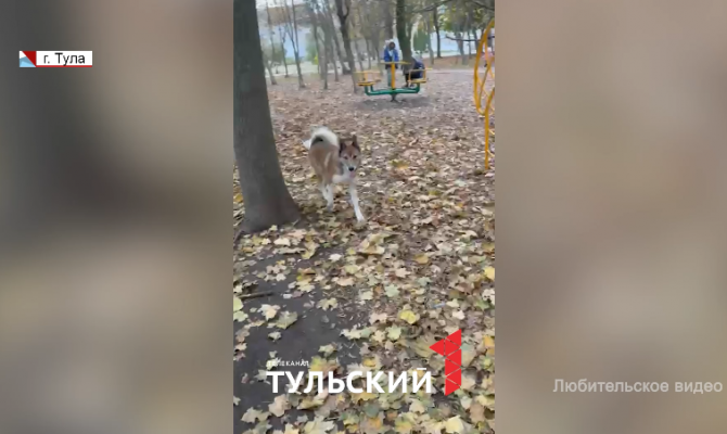 Главе СК России доложат о расследовании дела о нападении собаки на ребенка в Туле