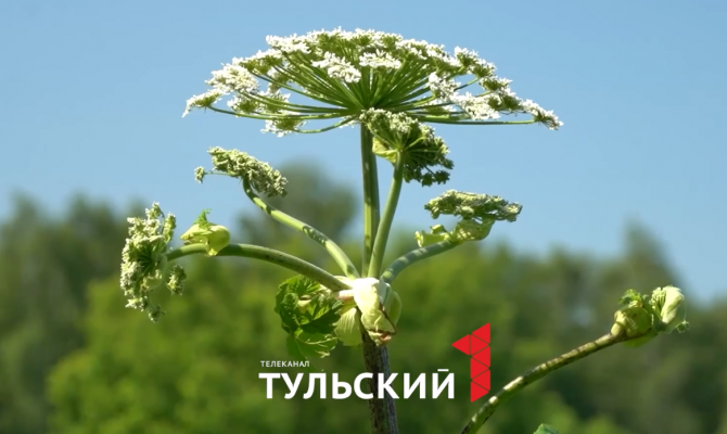 Участок зарос борщевиком: что за это грозит владельцам земли в Тульской области