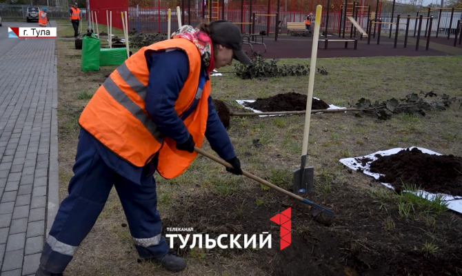 Депутаты Тульской городской Думы высадили клены в Советском округе