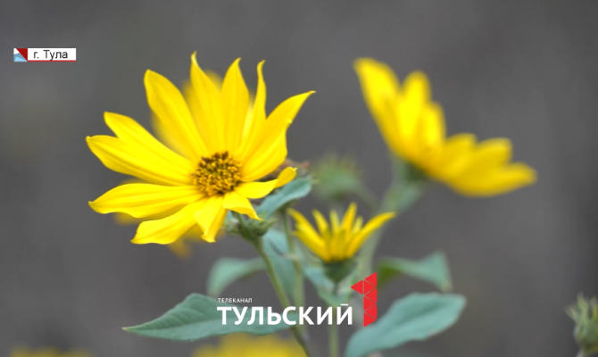 Аномально тёплая осень: что будет с урожаем в 2025 году