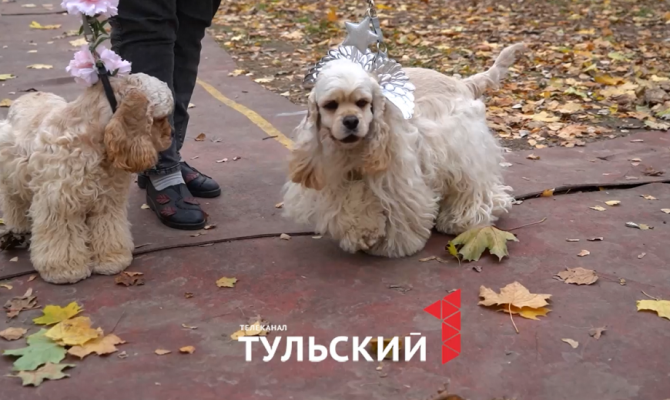 В Туле собак превратили в ангелов, летучих мышей и пиратов