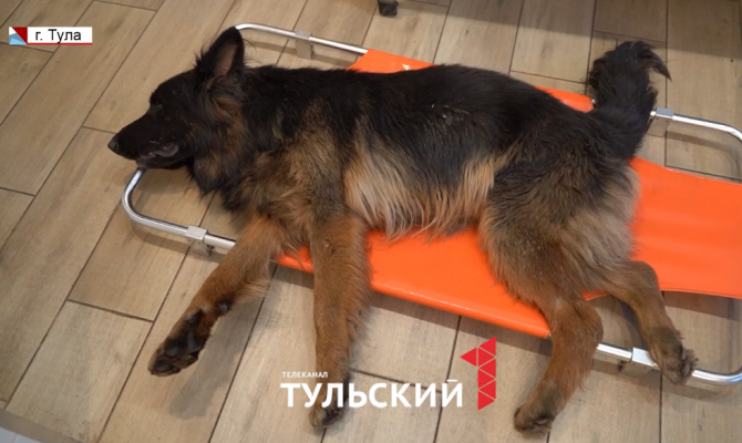 В Туле овчарку сбили на дороге и бросили умирать