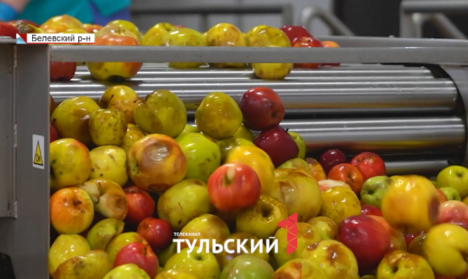 Могут долежать до весны: как в Белеве хранят яблоки для пастилы