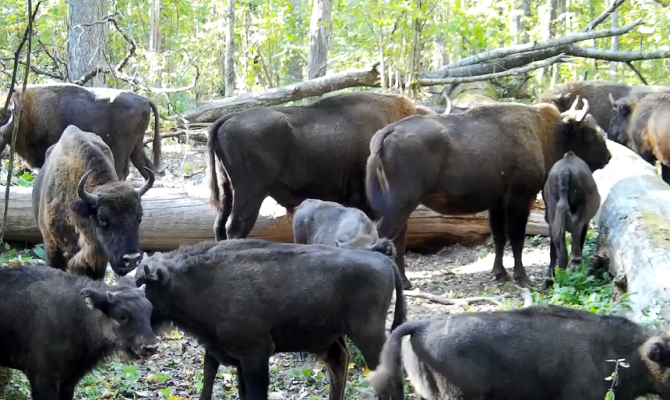 На границе с Тульской областью заметили целое стадо зубров