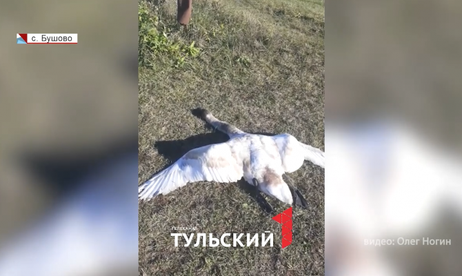 «Вдруг раздались выстрелы»: очевидцы раскрыли подробности убийства лебедя под Тулой