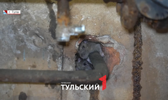 Крысы заполонили дворы в центре Тулы