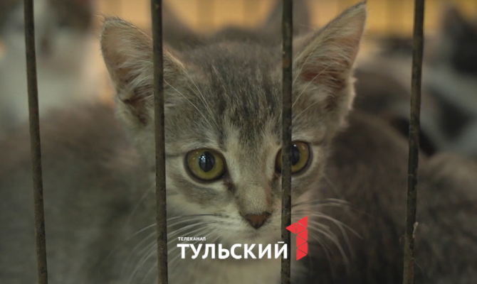 Тульские волонтеры помогают найти дом брошенным животным