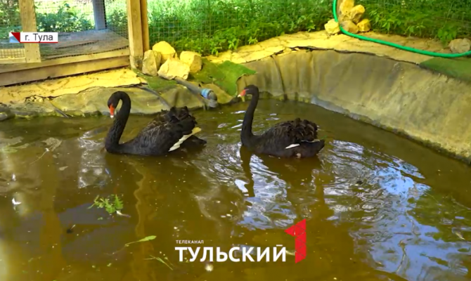 В Центральном парке Тулы временно закроют зооуголок