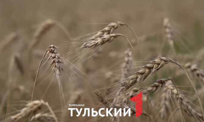 Новый рекорд и планы на 2025 год: в Тульской области подвели итоги урожайного сезона