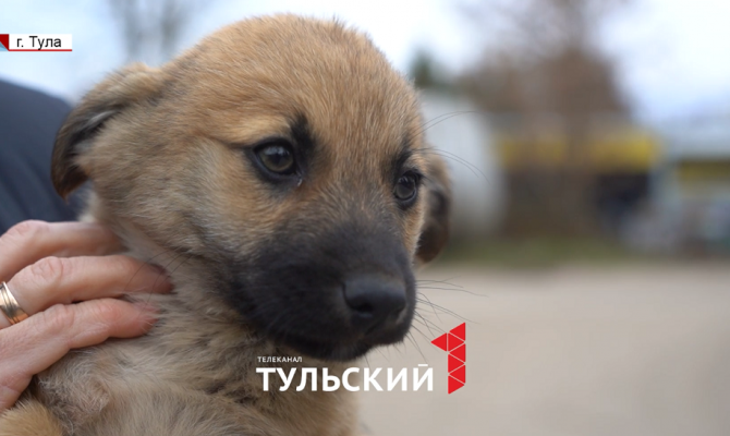 На кладбище в Туле волонтеры спасли больше 20 щенков
