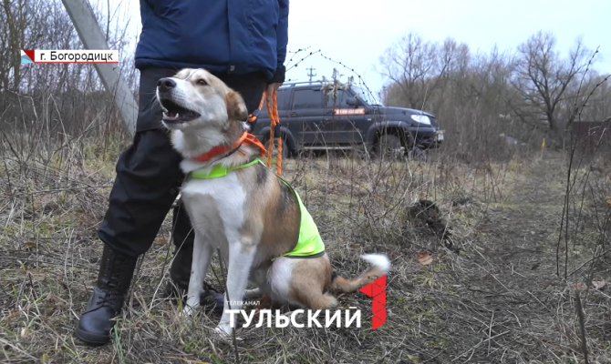 Как найти выход из леса, если заблудился: советы поисковиков