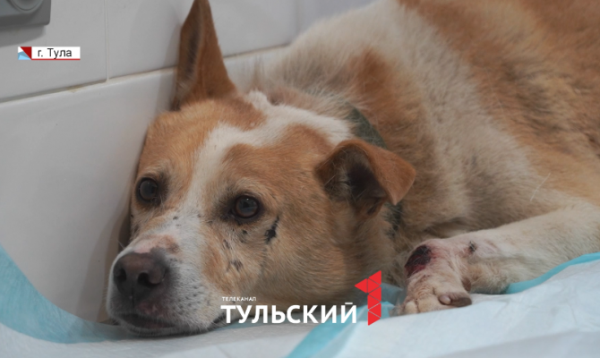 Туляки спасли собаку с контузией спинного мозга