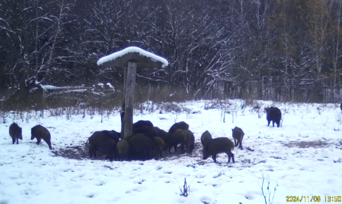 На границе Тульской области заметили семью кабанов