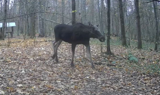 На границе Тульской области заметили «болтливого» лося