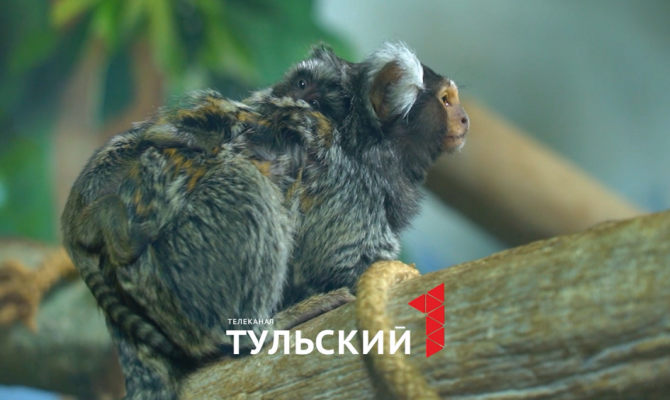 Подписчики "Первого Тульского" придумали клички для новорожденных игрунок