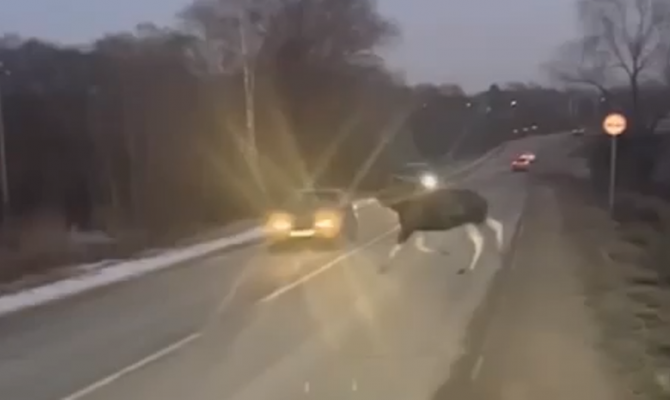 Жесткое ДТП с лосем в Тульской области попало на видео 18+