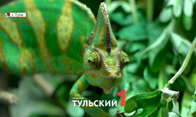 5-звездочный отель для животных: как в Центральном парке Тулы появился Экзотариум