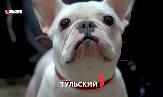 Тулякам рассказали о том, почему стоит завести собаку