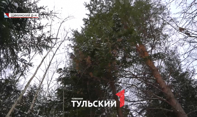 Лесные сыщики: как в Тульской области ловят браконьеров перед Новым годом